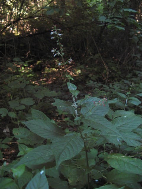 Circaea lutetiana L. / Erba maga comune